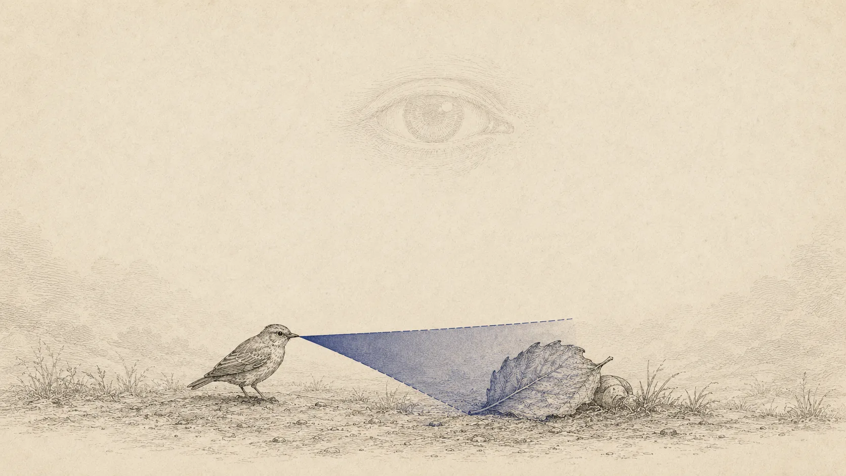 Ink-on-bone engraving: a small bird at ground level with a narrow indigo cone of vision reaching only a nearby leaf, unable to see what lies behind it, while a faint detached all-seeing eye floats above — a situated point of view from somewhere versus an omniscient gaze from nowhere.